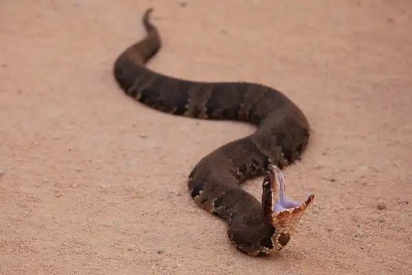Cottonmouth Image