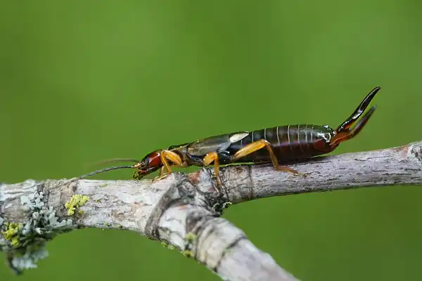 Earwig Picture