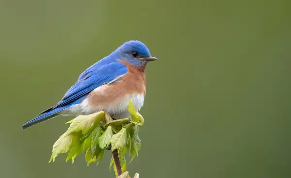 Eastern Bluebird Facts