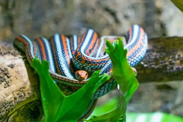 Garter Snake Image