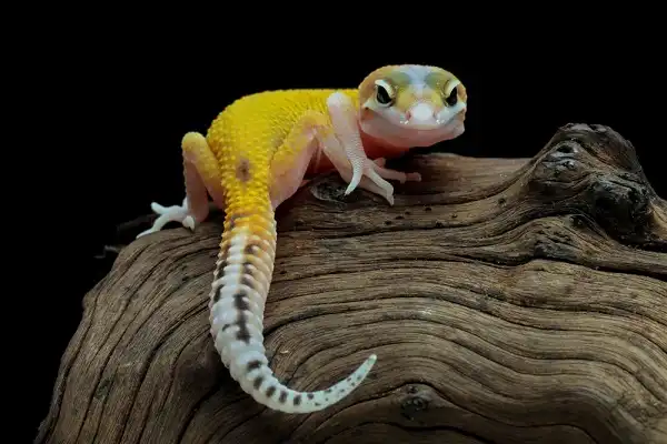 Gecko Facts