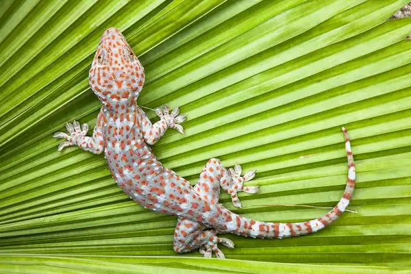 Gecko Image
