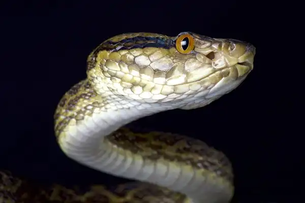 Habu Snake Facts