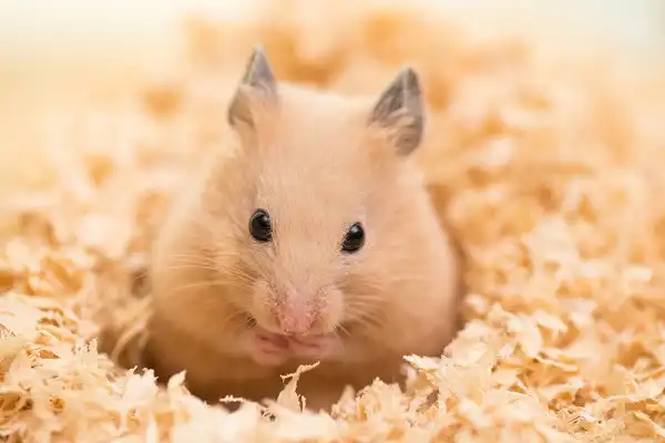 Hamster Facts