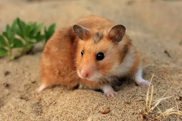 Hamster Image