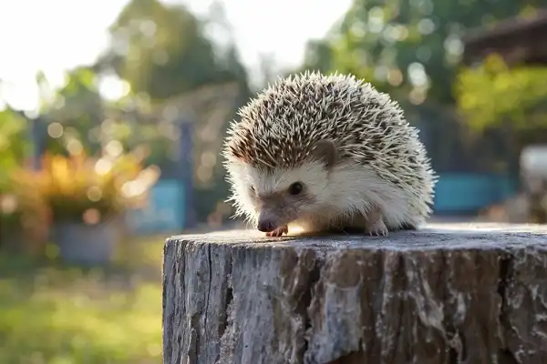 Hedgehog Image