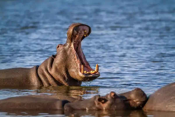 Hippopotamus Image