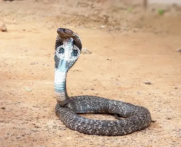 King Cobra Picture