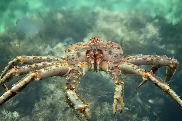 King Crab Picture