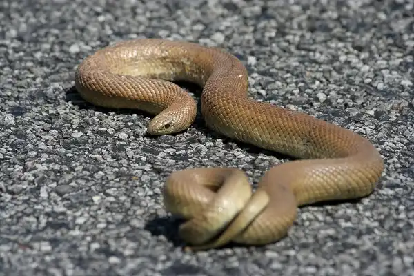 Mole Snake Picture