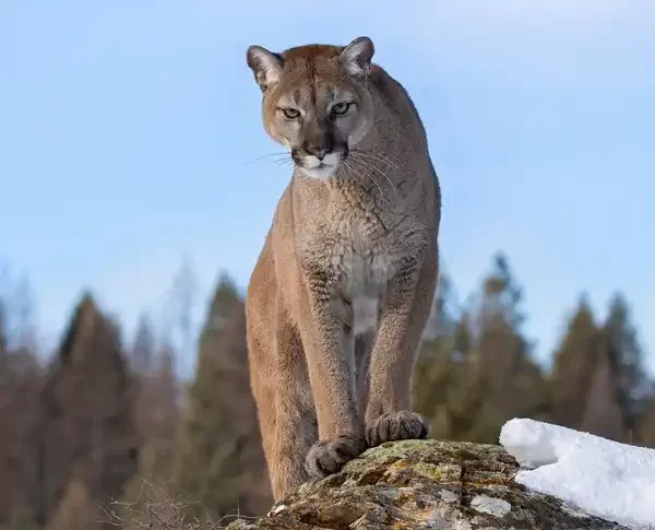 Mountain Lion
