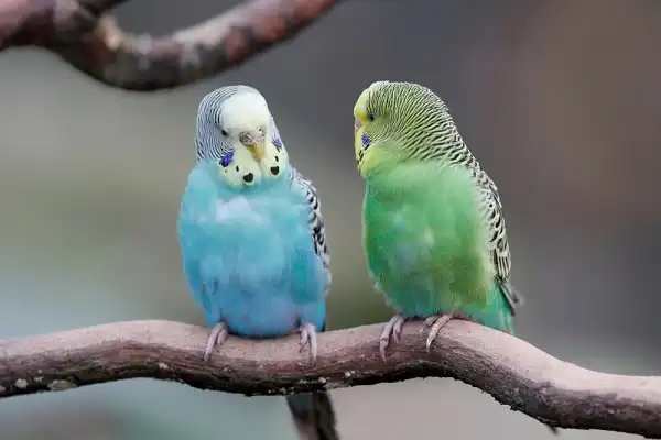 Parakeets Image
