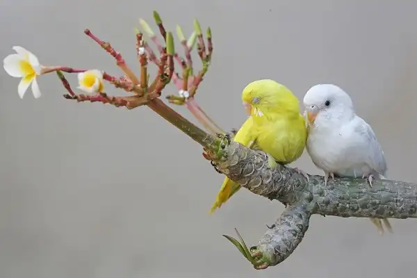 Parakeets Picture