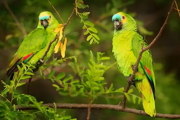 Parrots Facts