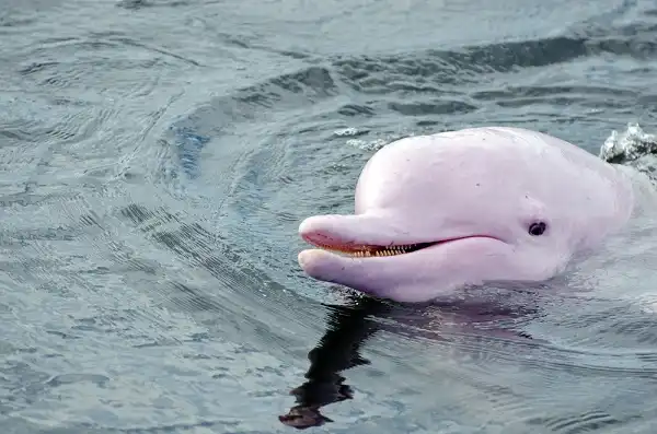 Pink Dolphin Picture