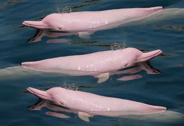 Pink Dolphins Facts