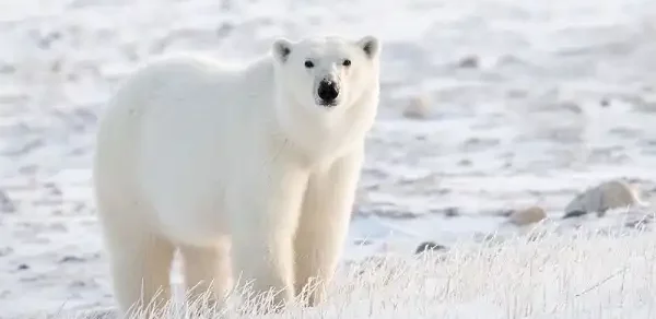 Polar Bear Facts