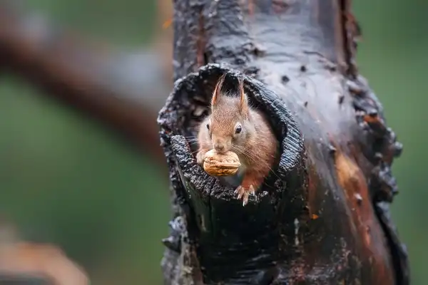 Red Squirrel Facts