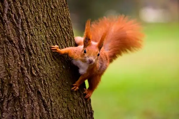 Red Squirrel Image