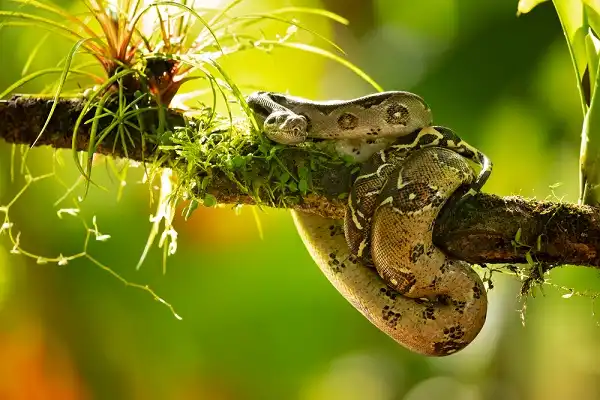 Red Tail Boa Image