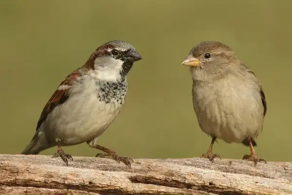 Sparrows Picture