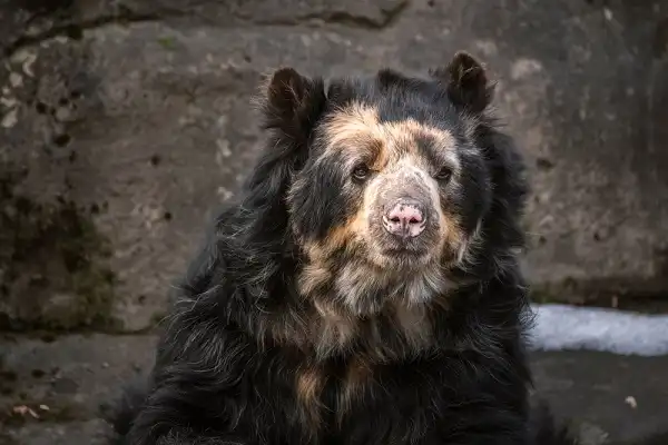 Spectacled Bear Facts