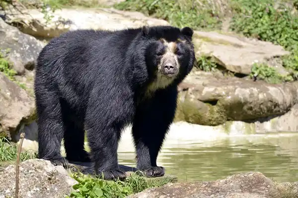 Spectacled Bear Image