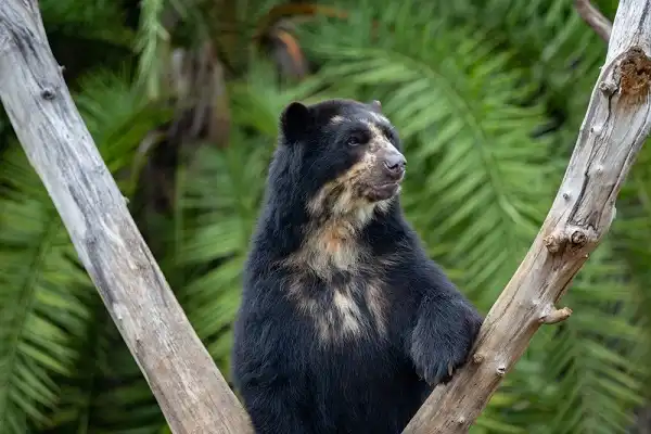 Spectacled Bear Picture