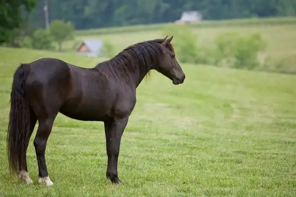 Tennessee Walker Horse