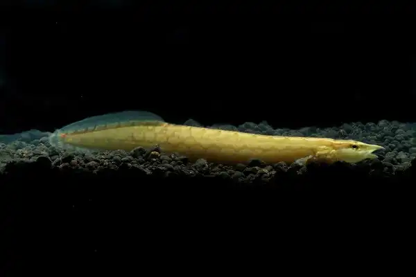 Tire Track Eel Picture