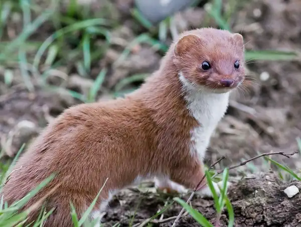 Weasel Facts