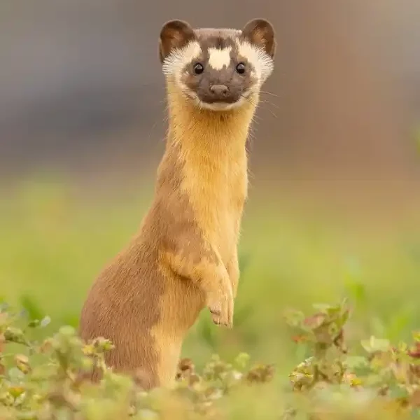 Weasel Picture