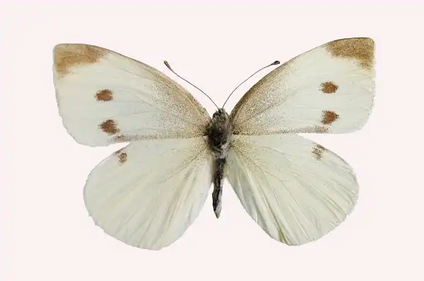 White Butterfly Image