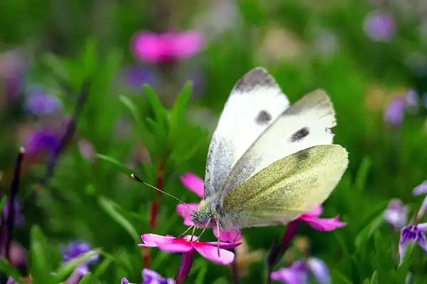 White Butterfly Picture