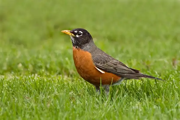 American Robin Facts