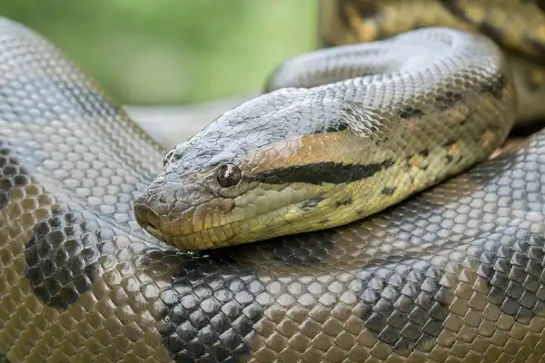 Anaconda Image