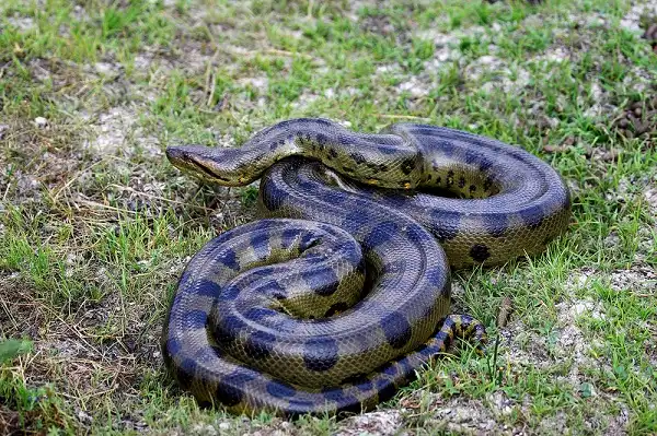 Anaconda Picture