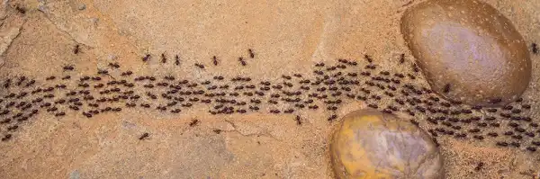 Ant Image