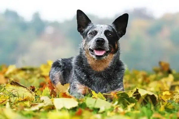 Australian Cattle Dog Picture