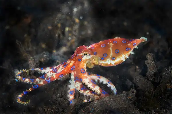 Blue Ringed Octopus Image