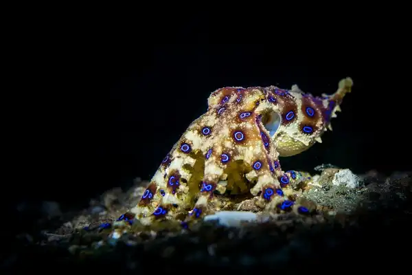 Blue Ringed Octopus Picture