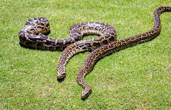 Burmese Python Picture