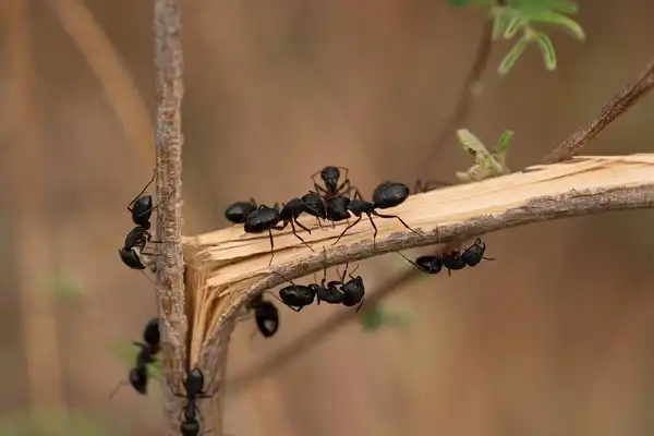 Carpenter Ant Image