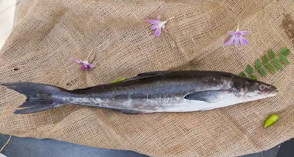 Cobia Fish Facts