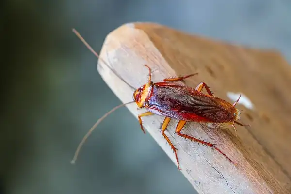 Cockroach Image