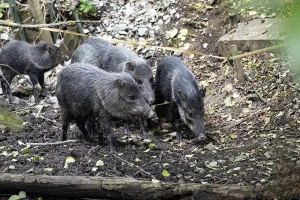 Collared Peccary Facts