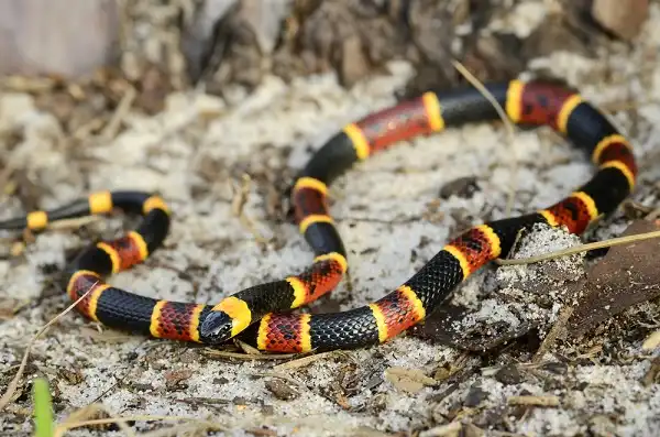 Coral Snake Facts