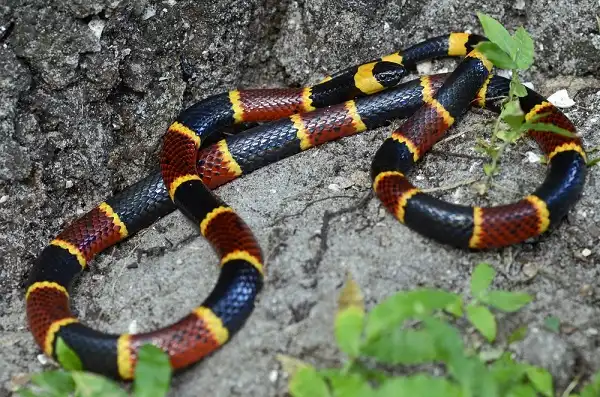 Coral Snake Image