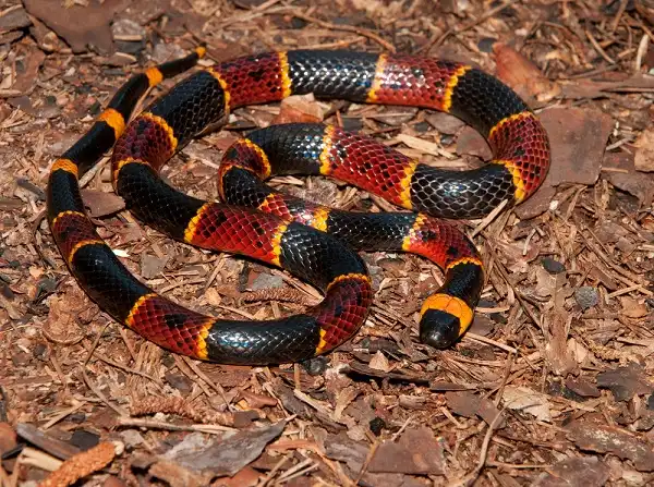 Coral Snake Picture