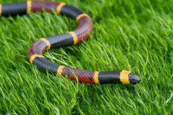 Coral Snake